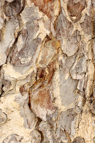 Stromové kůry detail pozadí. — Stock fotografie