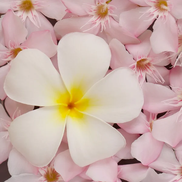 Белый франжипани и розовый олеандр — стоковое фото