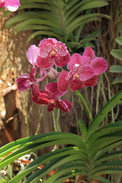 Красная орхидея ванды, природный сад фон . — стоковое фото
