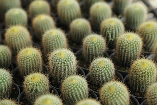 Cacto com espinhos em um pote, foco seletivo . — Fotografia de Stock