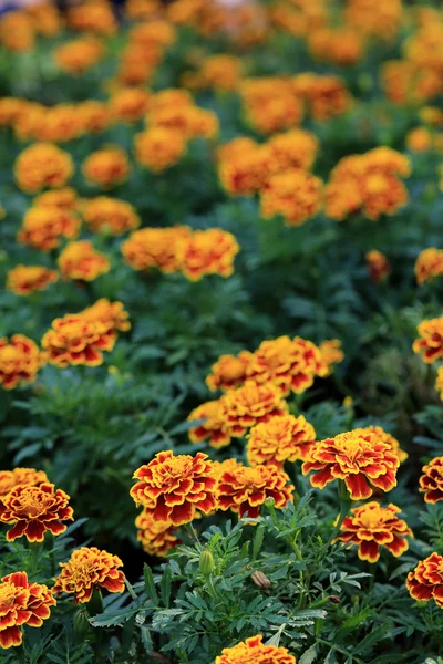 Vermelho com flores de calêndula borda amarela no jardim . — Fotografia de Stock