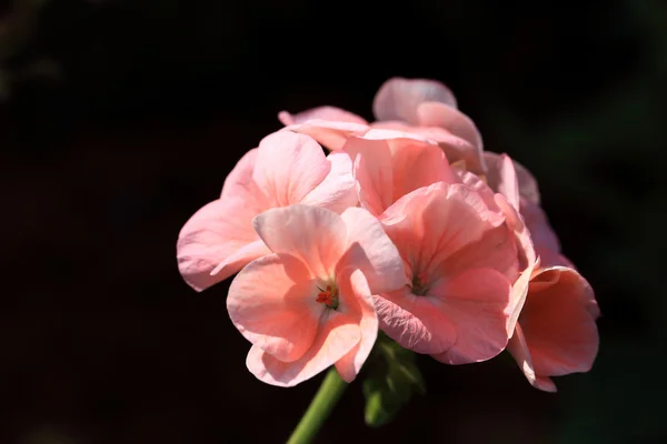 Pink flowers in sunlight with black background, shallow depth of — Stock Photo, Image