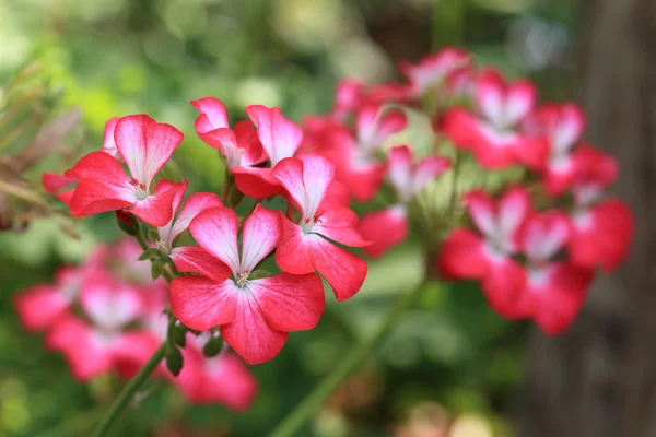 Kırmızı çiçekler üzerinde arka plan tarafından makro Mercek Bulanıklığı. — Stok fotoğraf