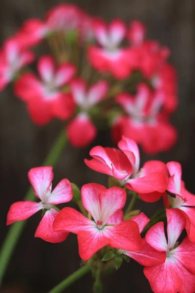 Красные цветы на фоне размытия с помощью макрообъектива . — стоковое фото