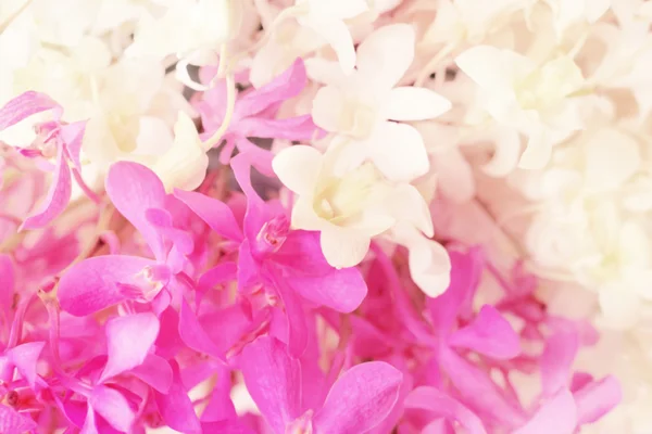 Fondo floral dulce, flor de orquídea blanca y púrpura con sof — Foto de Stock