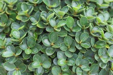 Yeşil yaprak, arka plan için seçici odak. 