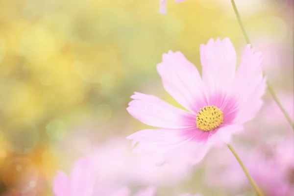 Sladké květinové pozadí, květ růžový cosmos s rozostřený, vin — Stock fotografie