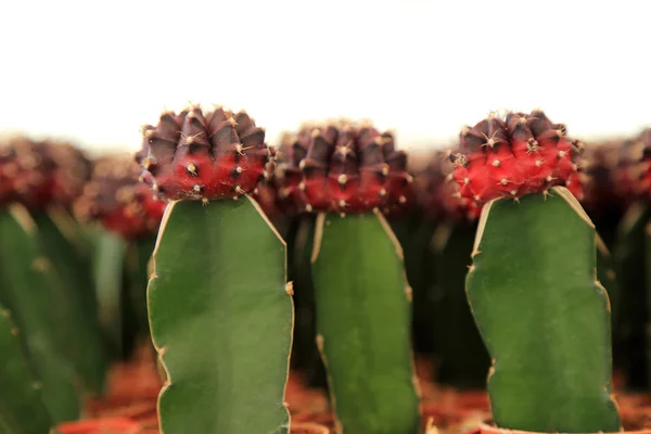 Kaktusz piros fej bud, oldalnézetből fehér háttér. — Stock Fotó