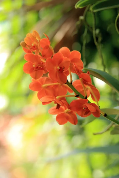 Помаранчева орхідея, природний фон саду . — стокове фото