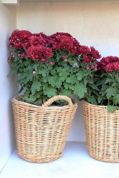 Flores em cesta com fundo de madeira branco . — Fotografia de Stock