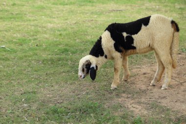 Yeşil çim arka plan üzerinde boynuz koyun otlatma.