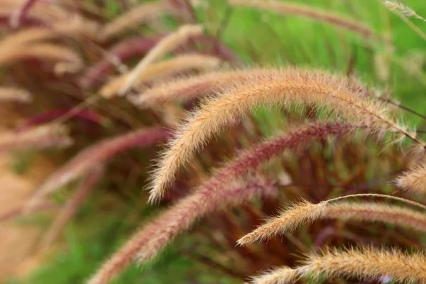 Fuchsschwanz Unkraut Grasblumen, Natur verschwommenen Hintergrund. — Stockfoto