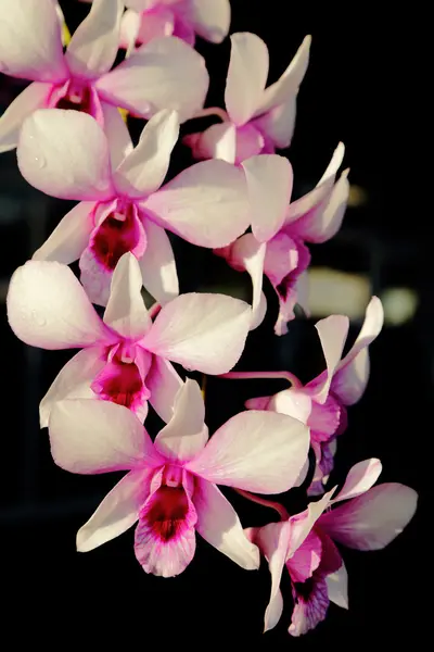 Фіолетова орхідея на сонячному світлі, темний фон . — стокове фото