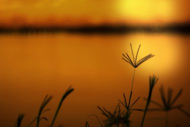 Kır çiçekleri arka plan, bulanık Swallen parmak çim