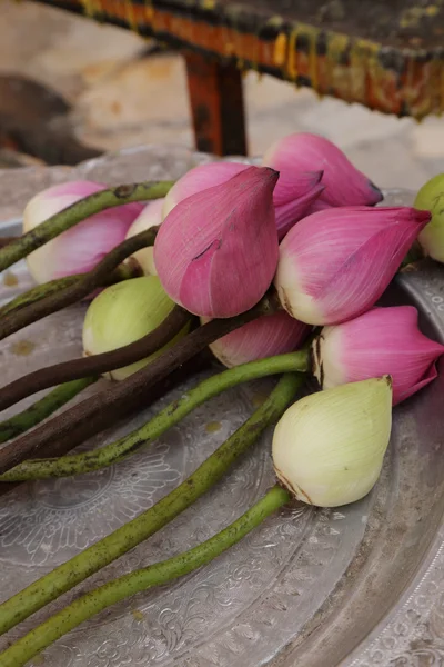 Lotus für Opferbuddha in buddhistischer religiöser Zeremonie — Stockfoto