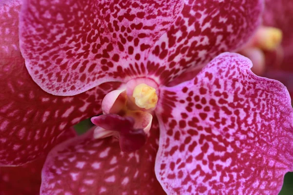 Kırmızı vanda orkide, doğal Bahçe arka plan.