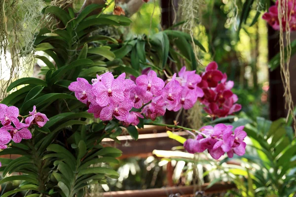 Violette Vanda-Orchidee, natürliche Gartenszene. — Stockfoto