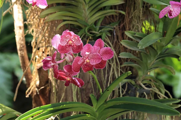 Красная орхидея ванды, природный сад . — стоковое фото