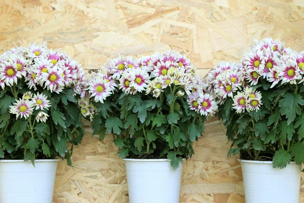 Three pots of white Chrysanthemum flowers line up on wooden background — Stock Photo, Image