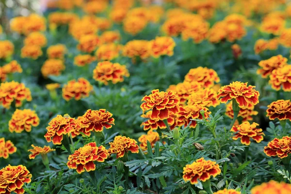 Vermelho com flores de calêndula borda amarela no jardim . — Fotografia de Stock