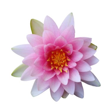 Kırpma yolu ile beyaz arka plan üzerinde izole güzel pembe lotus.