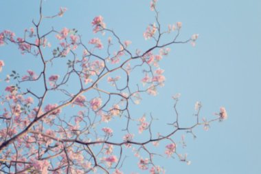 Pembe çiçekler yapraksız ağaç dalı bulanık sahne.