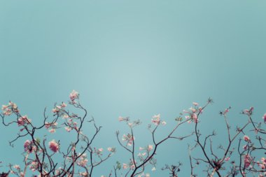 Pembe çiçekler yapraksız ağaç dalı arka plan bulanık.