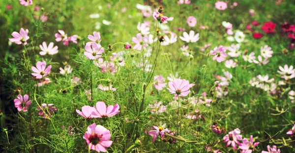 Cosmos campos de flores, vintage tonificado fondo de la imagen . — Foto de Stock
