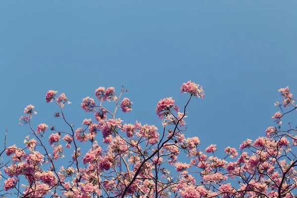 Bladloos boomtak met roze bloemen tegen blauwe hemelachtergrond. — Stockfoto