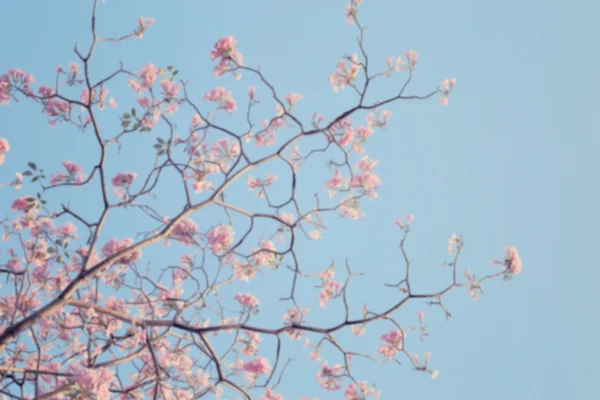 Cena borrada de galho de árvore sem folhas com flores rosa . — Fotografia de Stock