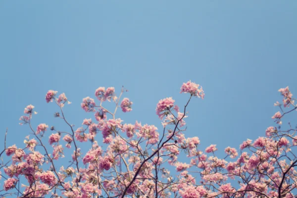 Blurred background of leafless tree branch with pink flowers. — Stock Photo, Image