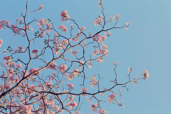 有粉红色花朵的光秃秃的树枝, 蓝色的天空背景 — 图库照片