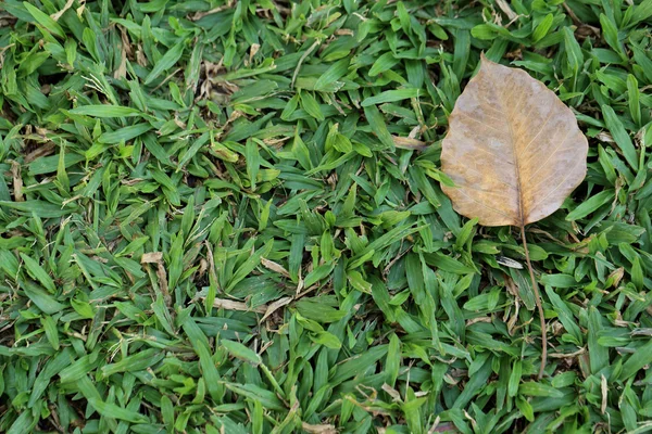 Brown witherd folha colocar na grama verde . — Fotografia de Stock