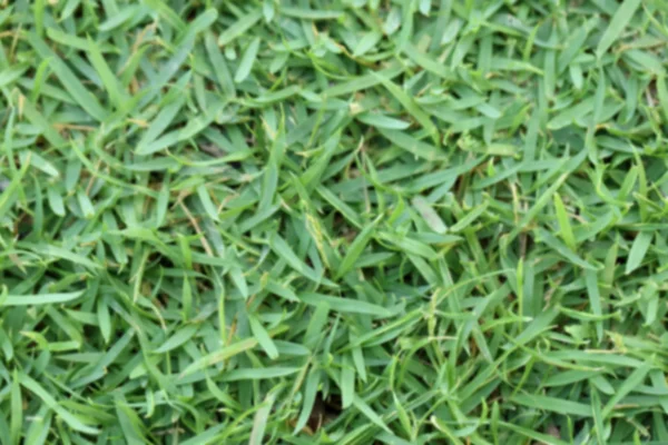 Desfocado fundo grama verde, vista superior . — Fotografia de Stock