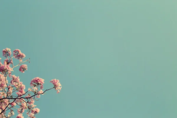 Escena borrosa de la rama del árbol sin hojas con flores rosadas . —  Fotos de Stock