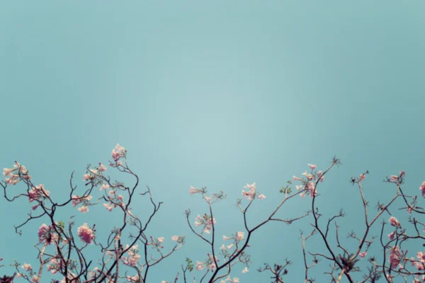 Verschwommener Hintergrund eines blattlosen Astes mit rosa Blüten. — Stockfoto