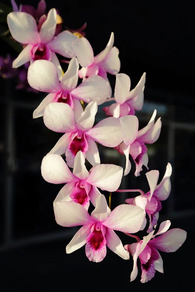 Orchidea viola alla luce del sole, sfondo scuro . — Foto Stock