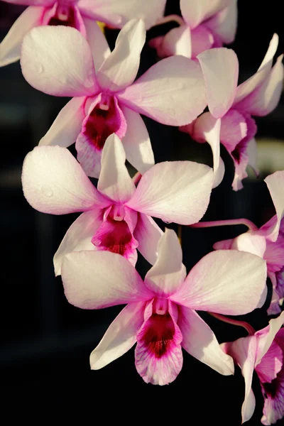 Orchidea viola alla luce del sole, sfondo scuro . — Foto Stock