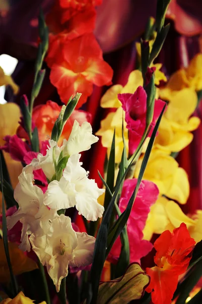 Bouquet of beautiful colorful gladiolus or sword lily. — Stock Photo, Image