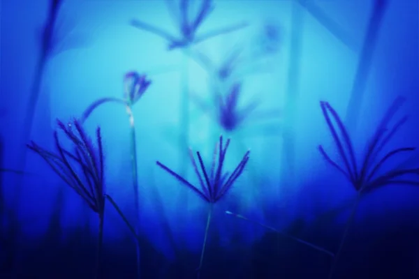 夜间斯沃伦的手指草模糊。抽象野花. — 图库照片