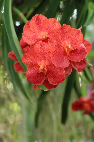 Червоний апельсин орхідея, природний сад сцена . — стокове фото
