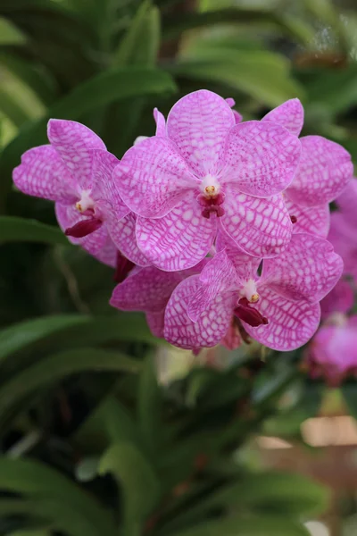 Orquídea roxa no jardim . — Fotografia de Stock