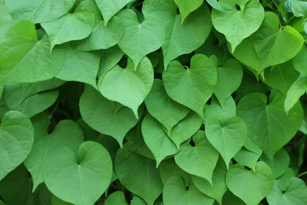 Fondo de hoja de forma de corazón verde . — Foto de Stock