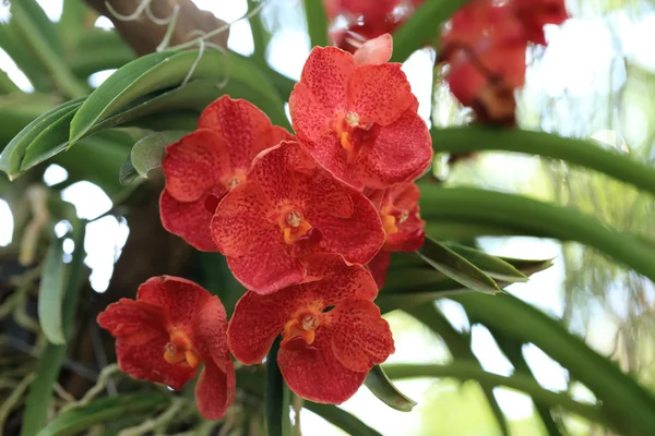 Червоний апельсин орхідея, природний сад сцена . — стокове фото