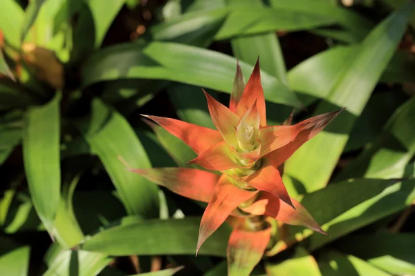 Flor de bromelias rojas — Foto de Stock