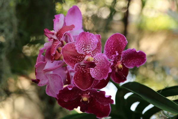 Фиолетовая орхидея ванды, природный сад . — стоковое фото