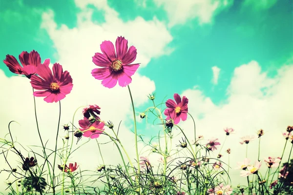 Retro cosmos çiçek alanları arka plan.
