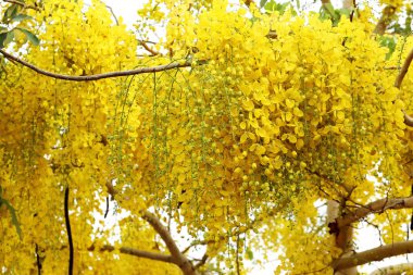 Yumuşak odak çiçek arka plan. Sarı çiçekler. Altın duş, Ca