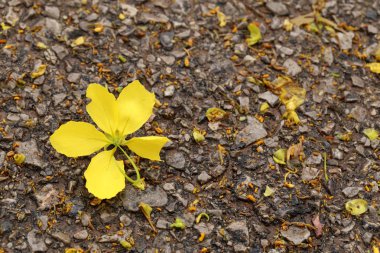 Sarı çiçek yere düşmek.