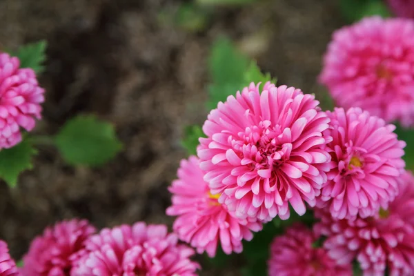 Pequenas flores rosa no jardim, com foco suave e profundidade rasa — Fotografia de Stock